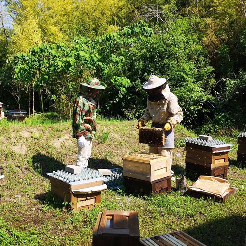 （加筆修正版）蜂蜜は虫歯になるのか？の答えを求めて養蜂場へ・・・（注意：長文です）